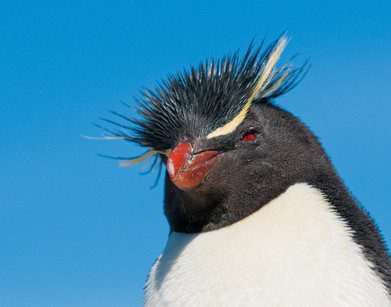 Google Penguin Update Google Penguin Update